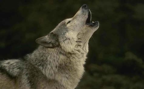 Jogar Howling Wolves com Dinheiro Real